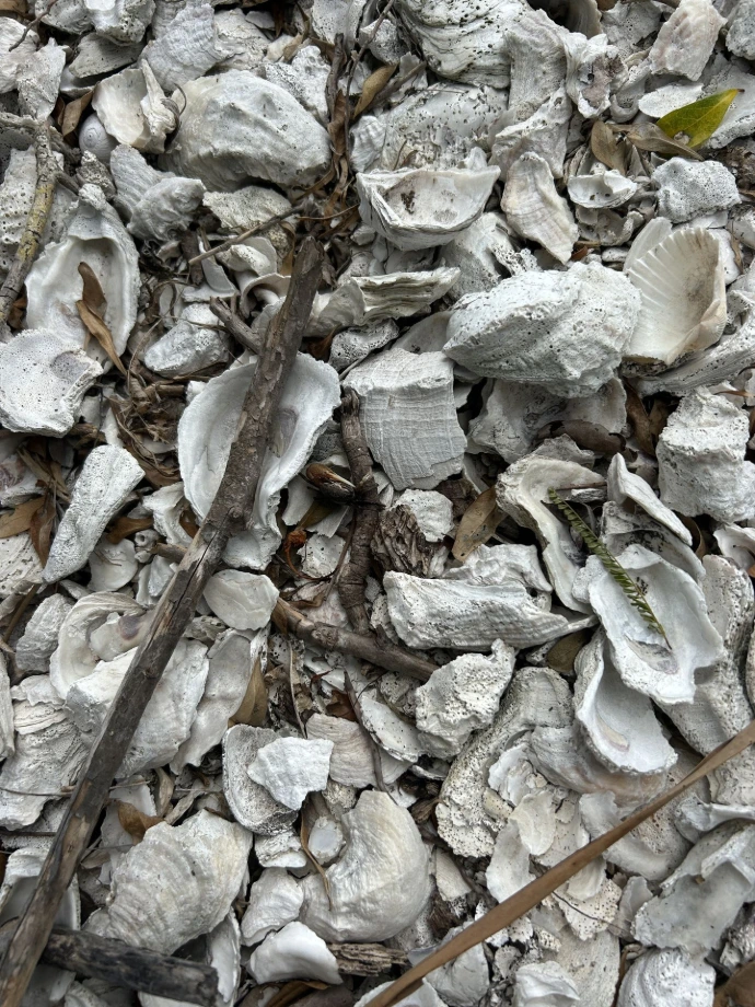 Shells from a shell mound